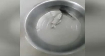 Donmuş Balık Suya Girince Yeniden Canlandı!