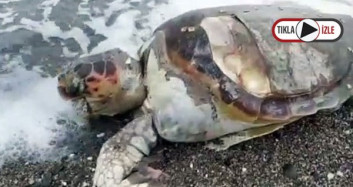 Marmaris'te Balıkçı Ağlarına Takılarak Ölen Caretta Caretta, Karaya Vurdu! 