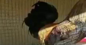 Nefesini Yetiştiremeyen Horoz Bayıldı!