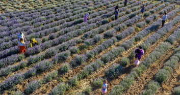 'Diyarbakır'da Olmaz Dediler' Lavanta Bahçeleri Çiftçilere Adeta Alternatif Ürün Oldu