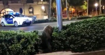 Barcelona Halkı Şehri Yaban Domuzlarına Teslim Etti!