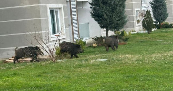 Domuzlar İstanbul'un göbeğini bastı: O anlar kameralara yansıdı