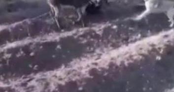 Hayvanlara İşkencelerin Sonu Gelmiyor!