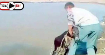 Sıpayı Göle Atarak İşkence Edenlerin Cezası Belli Oldu