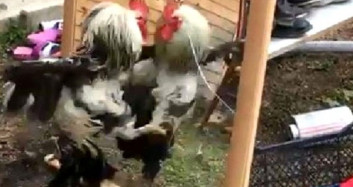 Aynadaki Görüntüsüyle Kavga Eden Horoz, Gülümsetti 