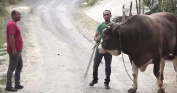 1,5 Tona Ulaşan Boğa 45 Bin Liraya Satışa Çıkarıldı