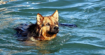 İstanbul Haliç'te Akılalmaz Olay! Köpek Beyoğlundan Balata Yüzerek Geçti