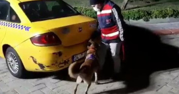 İstanbul'da Bir Takside 60 Kilo Bonzai Bulundu