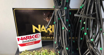 İzmir'de Uyuşturucu Operasyonu: 600 Kök Kenevir Ele Geçirildi.