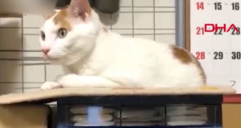 Japonya'da 7.2 Şiddetinde Deprem: Kedi Yerinden Kıpırdamadı Bile