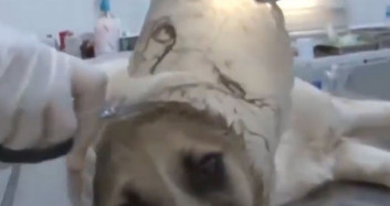 Kafası Bidona Sıkışan Köpek Kurtarıldı
