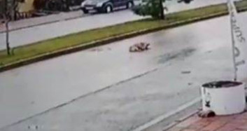 Vicdansız Sürücü Köpeğe Çarptı, Kaçtı!