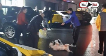 Kağıthane'de Pitbull Dehşeti