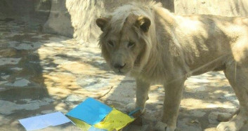 Kahin Aslan Şampiyonluk Seçimini Yaptı!
