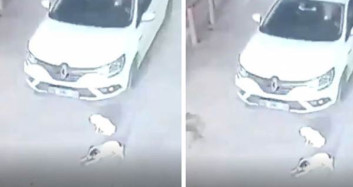 Balıkesir'de Gözünü Kırpmadan Köpeklerin Üzerine Sürdü