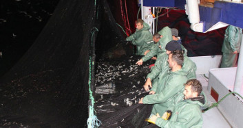 Karadeniz'de Hamsi Avı Tekrar Başladı