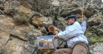 Lezzeti Kadar Ulaşması da Zor Olan Kaya Balının Kilosu 500'e Satılıyor