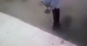 Meksika'da Bir Kedi Dehşet Saçtı!