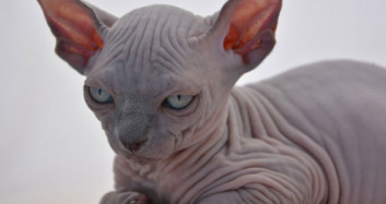 Dünyanın En Nadir Görülen Kedi Irkları