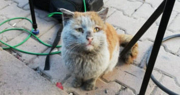 Kahraman Kedi Sarman Pitbul Köpeği Kovaladı!