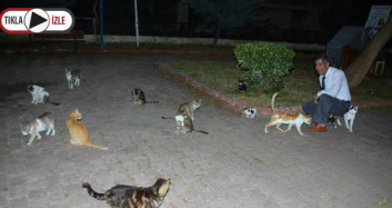 Anne Kedi Ve 6 Yavrusunun Feci Ölümü