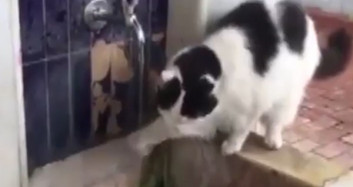 Şadırvandan Patisiyle Su İçen Kedi Gündem Oldu