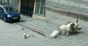 Anne Kedi Ölen Yavrusunu Bırakmadı
