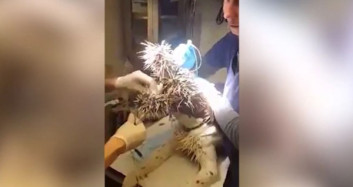 Kirpi Köpeği Bu Hale Getirdi