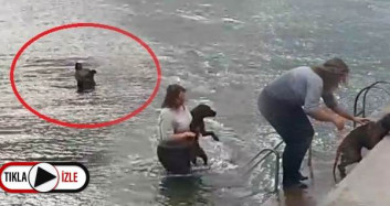 Veteriner Suda Boğulma Tehlikesi Geçiren Köpeğin İmdadına Yetişti