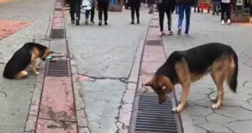 Kocaeli'de Her Gün Aynı Yere Bakan Köpek Dikkat Çekiyor
