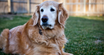 Köpek Her Gün Hamile Kadının Karnını Yalıyordu, Doktora Gidince Şok Edici Gerçeği Öğrendiler!