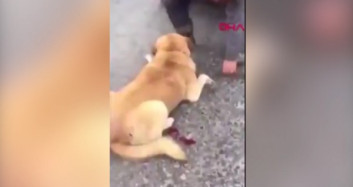 Köpeği Otomobilin Arkasında Sürükledi