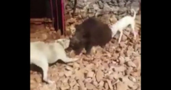 Köpekleri Domuzdan Ayıramayan Avcılar