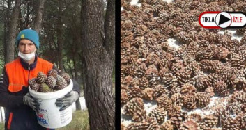 Kaz Dağları'ndaki Çam Fıstıklarıyla Geçimini Sağlıyor