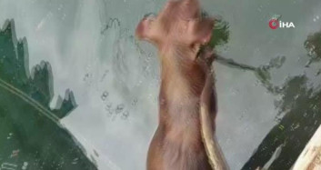 Küçükçekmece'de İpe Bağlanarak Göle Atılan Köpek Öldü