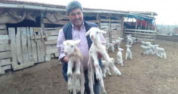 2 Aylık Kuzu Peşinden Ayrılmıyor