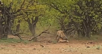 Leopar, Yakaladığı İmpalayı Sırtlana Kaptırdı