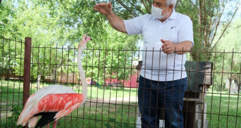 Manisa'da Ayağı Yanan Flamingonun Yardımına Hayvanseverler Koştu