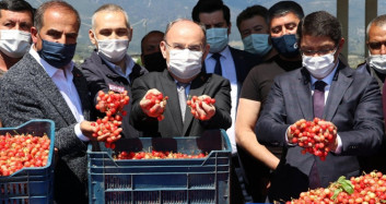 Manisa'da Sezonun İlk Kirazı 500 TL'den Satıldı