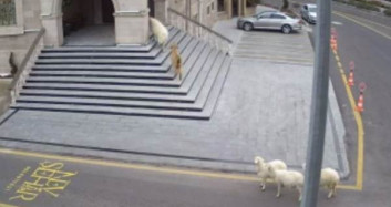 Nevşehir Belediyesini Koyunlar Bastı!