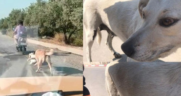 Mersin’de Anne Köpek ve Yavrusunu Elektrikli Bisikletin Arkasına Bağlayarak Eziyet Etti