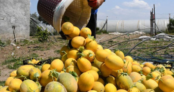 Mersin'de Üreticiler İlk Kavun Hasadını Yaptı