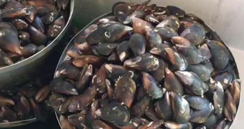 İzmir'de 100 Kilo Midyeye El Konuldu