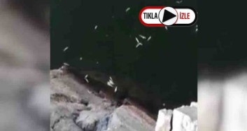 Nallıhan'da Balıklar Toplu Ölümü Vatandaşı Tedirgin Etti