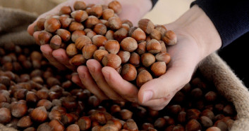 Ordu’da Sezonun İlk Fındığı Tezgahlarda Yerini Aldı