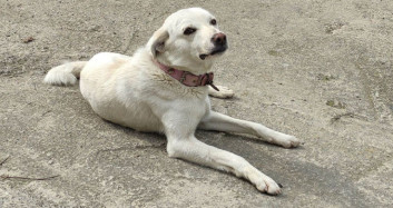 Ordu’da Vefalı Köpek Hastane Önünde Sahibini Bekledi