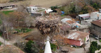 Osmaniye'de 35 Senedir Cami Minaresine Yuva Kuran Leylekler