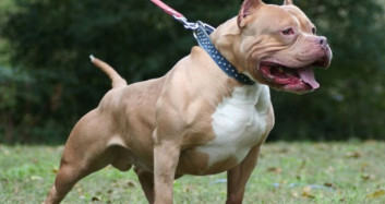 Beslenmesi Yasaklanan 10 Köpek Cinsi