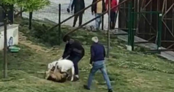 İstanbul'da Pitbull Başka Köpeklere Dehşeti Yaşattı