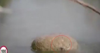 Rabbimizin Karıncaya Yardımı